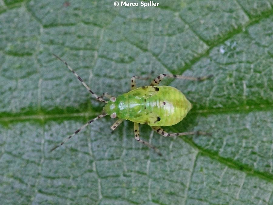 Liocoris tripustulatus - adulto e ninfa